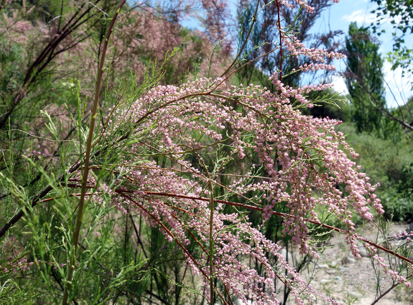 Image of Tamarix ramosissima specimen.