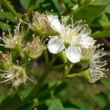 Sorbus sibirica