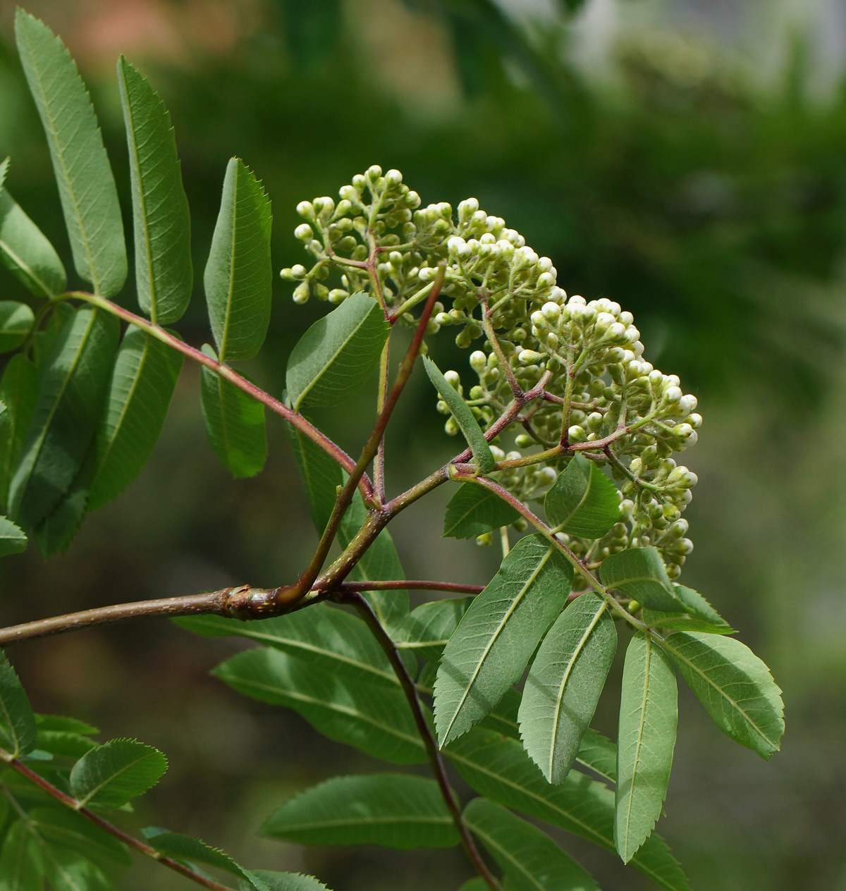Image of Sorbus aucuparia specimen.