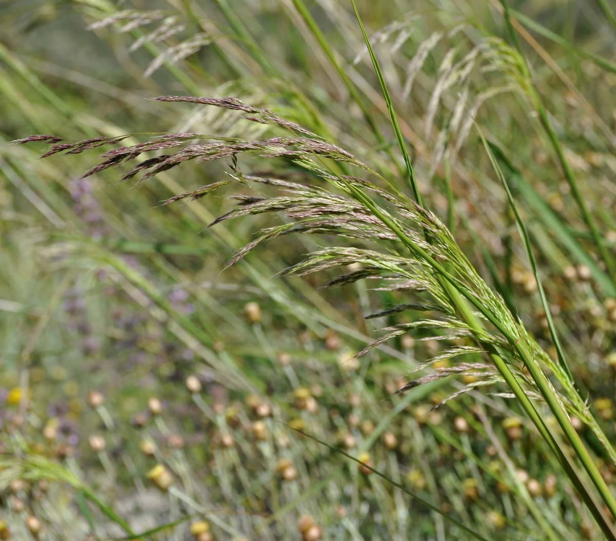 Изображение особи семейство Poaceae.