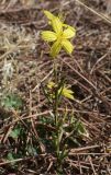 Chondrilla juncea. Цветущее растение. Испания, автономное сообщество Каталония, провинция Жирона, комарка Альт Эмпорда, муниципалитет Эль-Порт-де-ла-Сельва, окр. монастыря Sant Pere de Rodes, в подлеске сосняка. 23.08.2017.