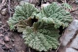 Rheum maximowiczii