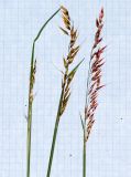 Melinis repens