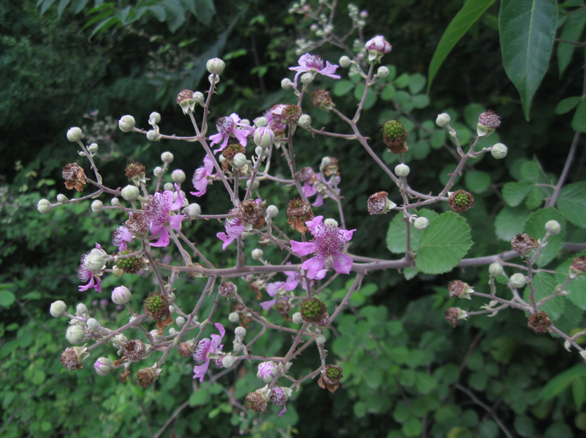 Изображение особи Rubus sanctus.