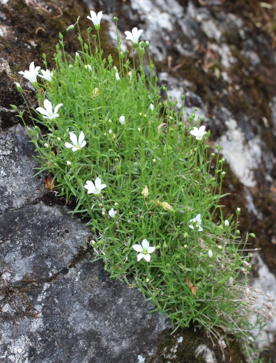 Image of Minuartia helmii specimen.