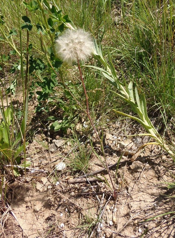 Image of genus Scorzonera specimen.