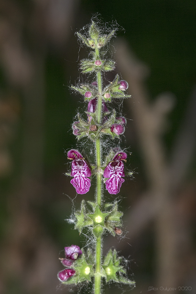 Image of Stachys sylvatica specimen.