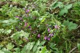 Lathyrus vernus. Отцветающее растение в сообществе с Filipendula ulmaria s.l (на переднем плане), Heracleum sibiricum (справа), Anthriscus sylvestris (слева и позади). Ленинградская обл., Гатчинский р-н, окр. пос. Пудость, разреженный травяной ельник на месте старого травертинового карьера. 10.06.2020.