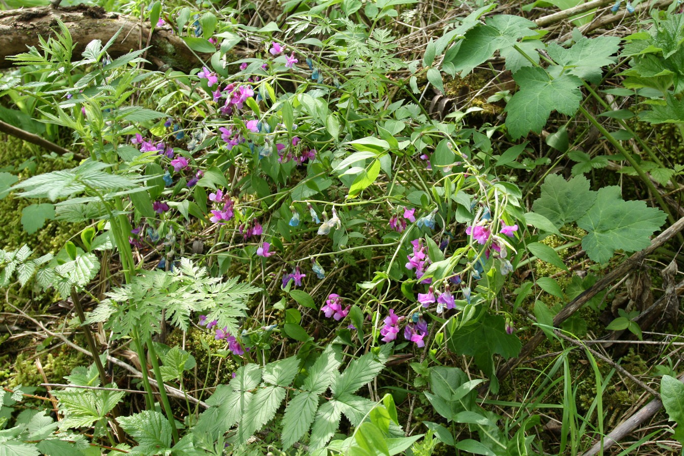 Image of Lathyrus vernus specimen.