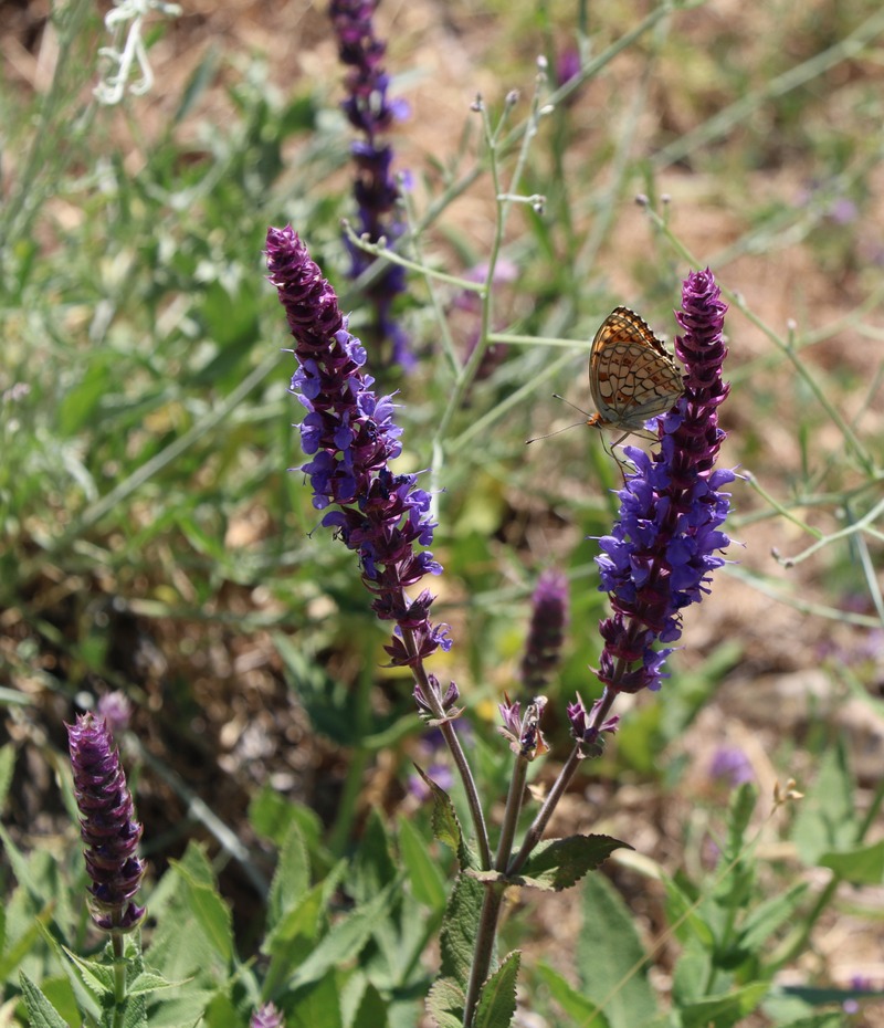 Image of Salvia tesquicola specimen.