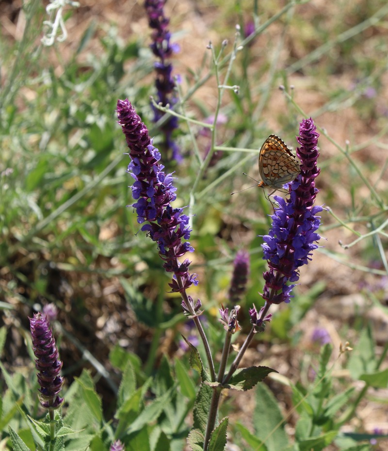 Изображение особи Salvia tesquicola.