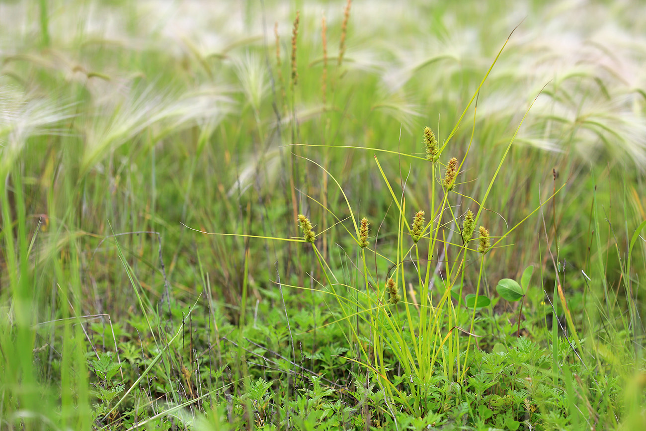 Изображение особи Carex neurocarpa.
