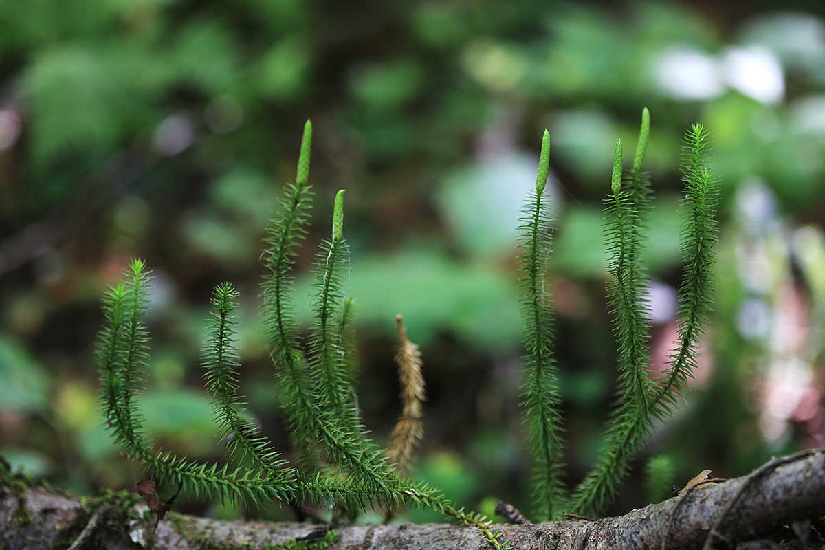 Изображение особи Lycopodium annotinum.