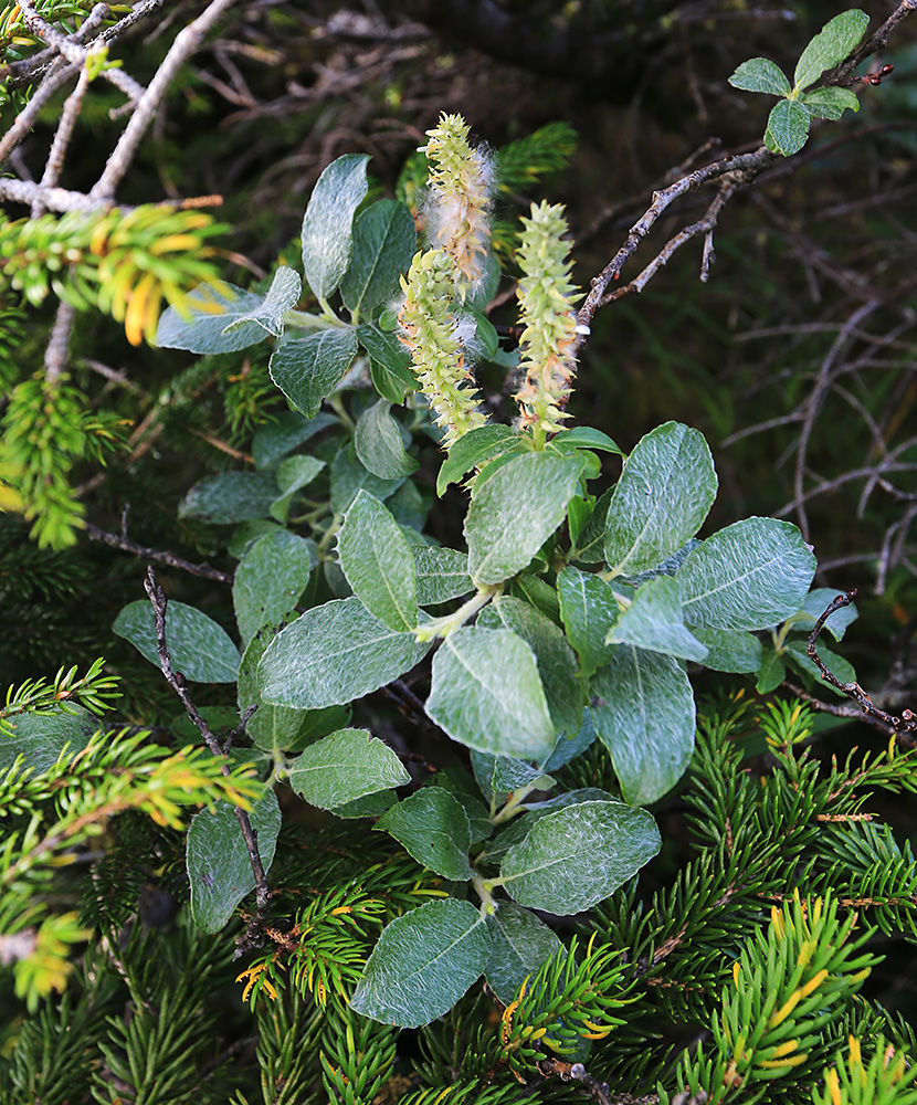 Изображение особи Salix woroschilovii.