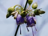 Adenophora verticillata
