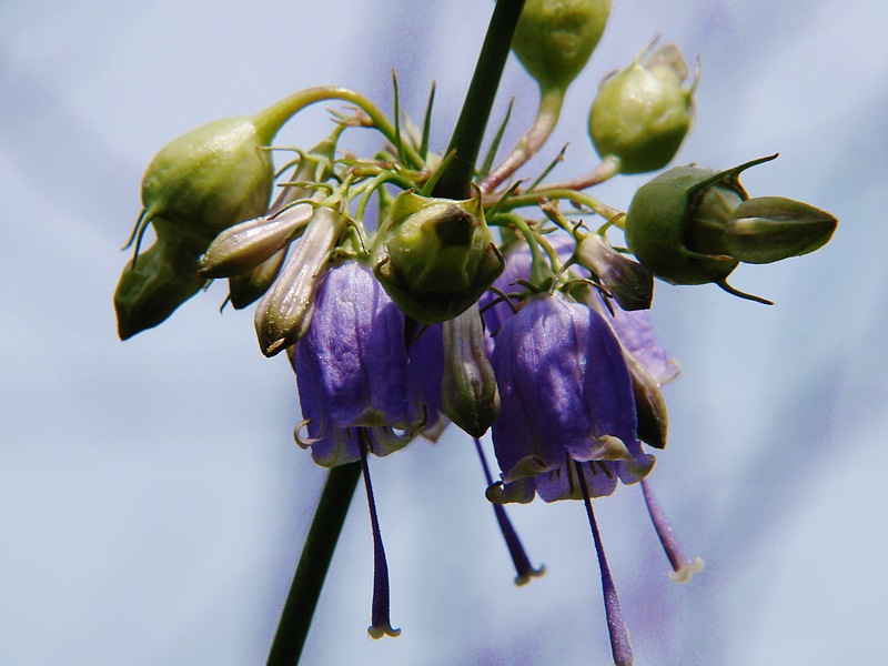 Image of Adenophora verticillata specimen.