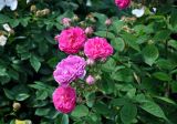 genus Rosa. Часть ветви с цветками и бутонами. Московская обл., гор. округ Мытищи, окр. дер. Сорокино, в культуре. 29.06.2020.