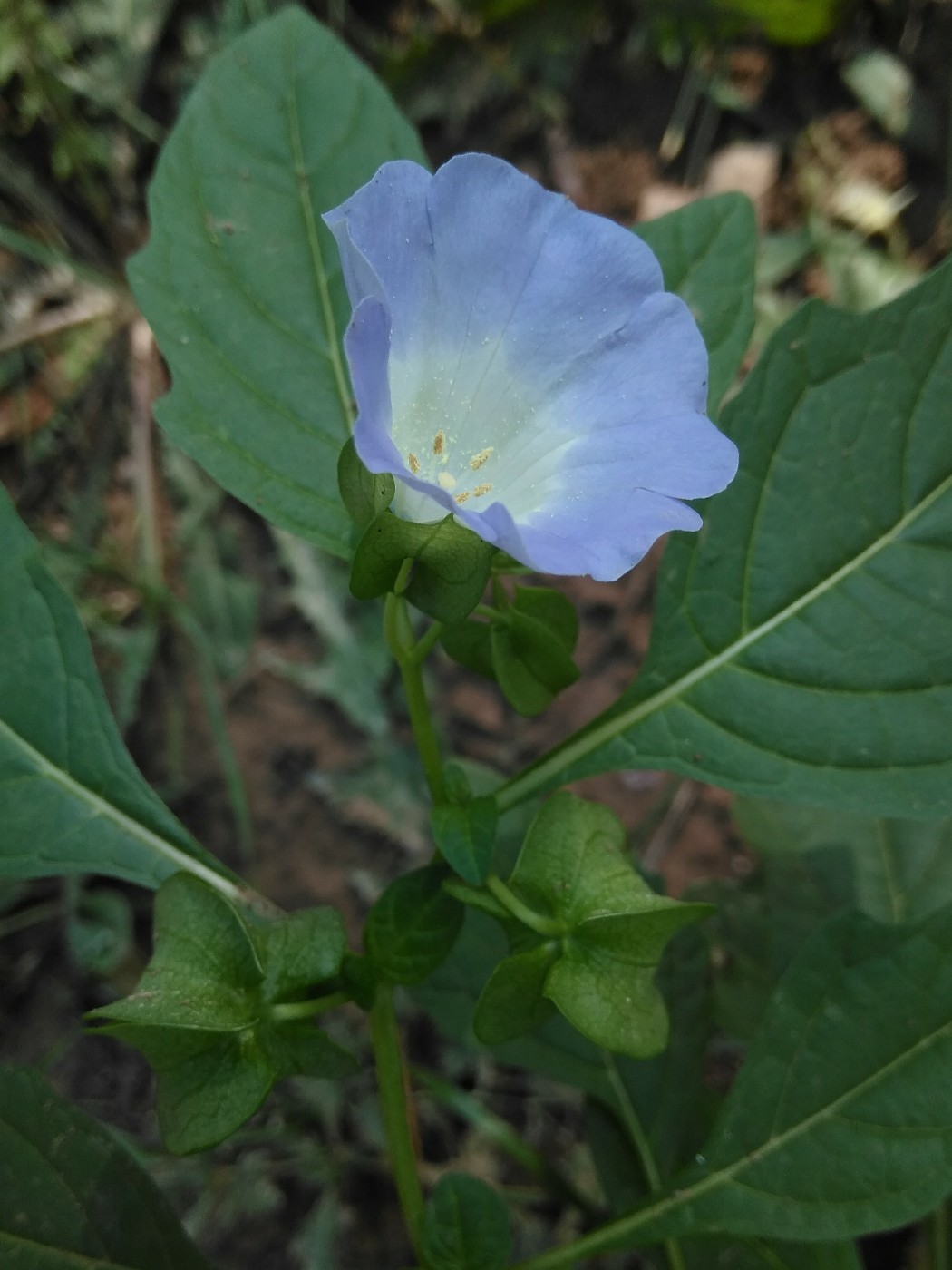Изображение особи Nicandra physalodes.