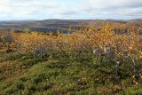 Betula × alpestris. Растения с листьями в осенней окраске. Мурманск, Горелая сопка, ерниково-вороничная берёзовая лесотундра. 21.09.2020.