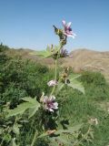 Althaea broussonetiifolia. Верхушка цветущего и плодоносящего растения. Южный Казахстан, Сырдарьинский Каратау, горы Улькунбурултау, ≈ 700 м н.у.м., мезофильное местообитание у солоноватого родника Карабастау. 15 сентября 2020 г.