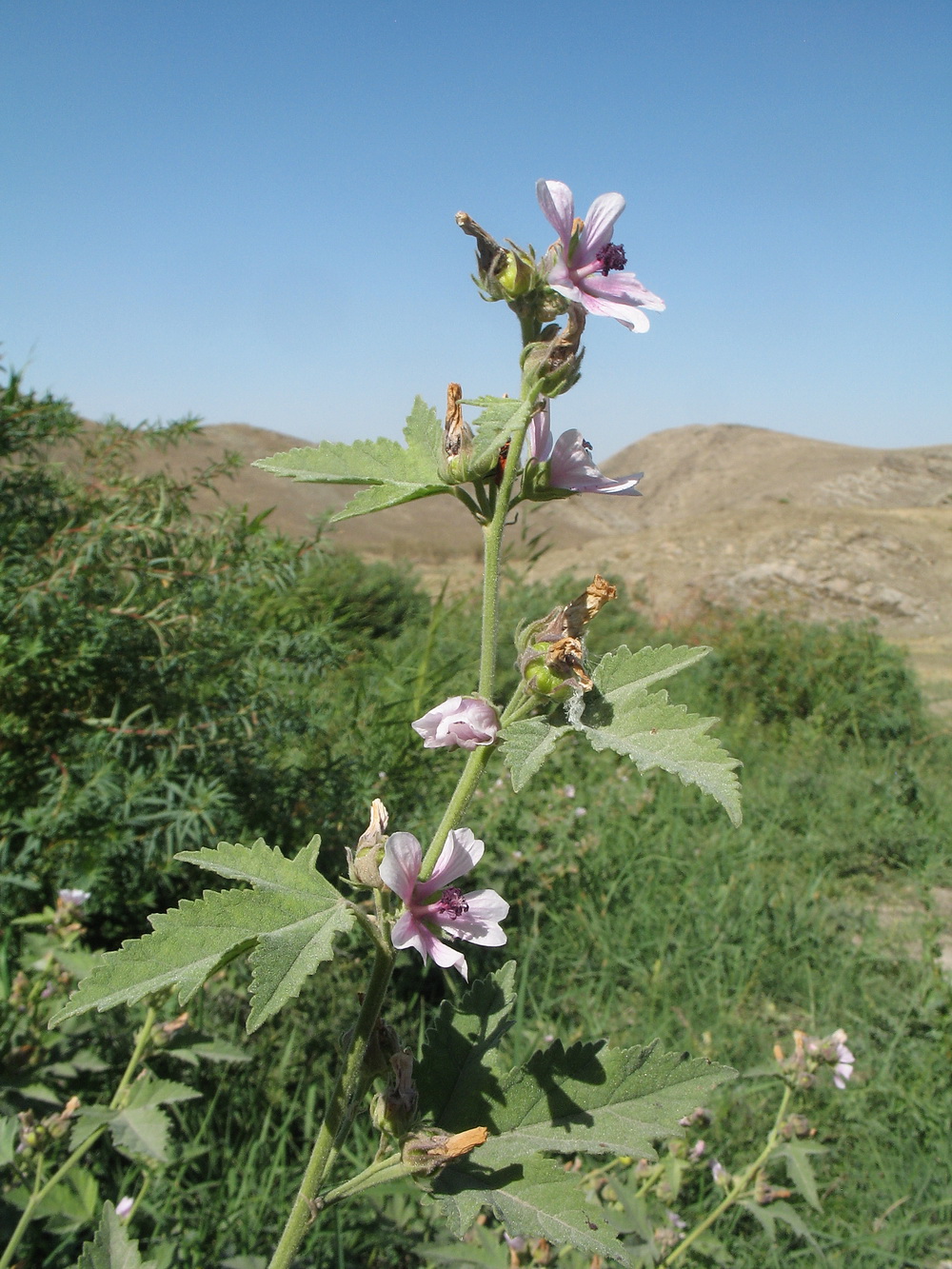 Image of Althaea broussonetiifolia specimen.