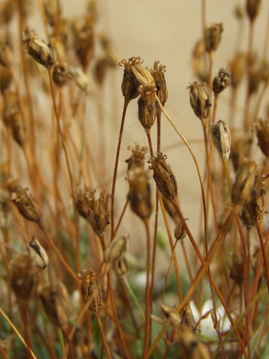 Image of Stellaria fischeriana specimen.