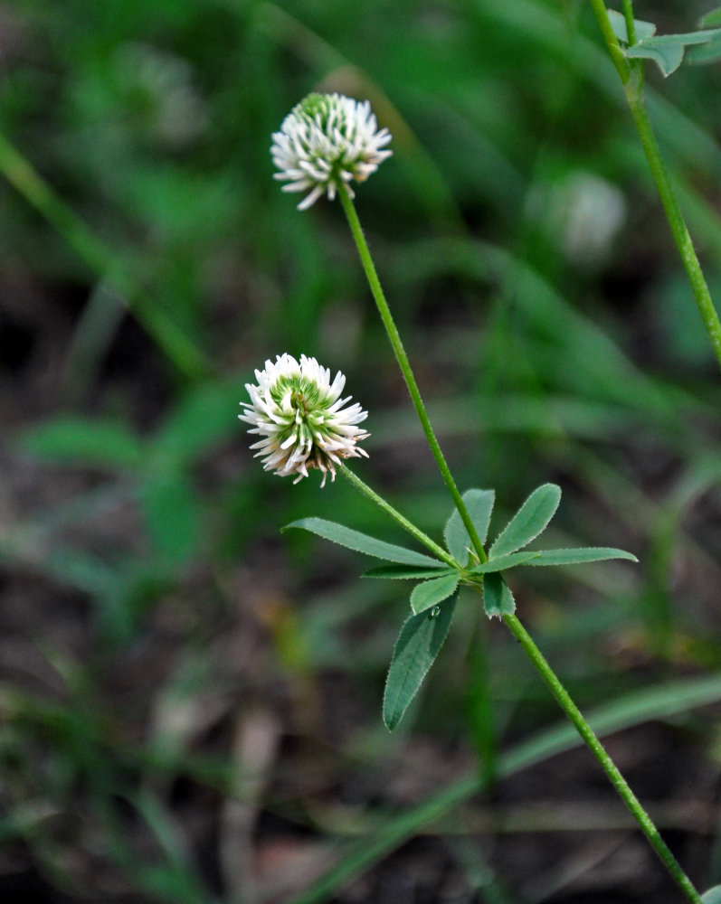 Изображение особи Trifolium montanum.