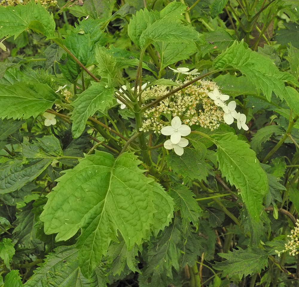 Изображение особи Hydrangea arborescens.