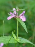 Stachys palustris. Верхушка цветущего растения. Иркутская обл., Иркутский р-н, р. Иркут, о. Беляева, луг, между двумя тополями. 01.09.2020.