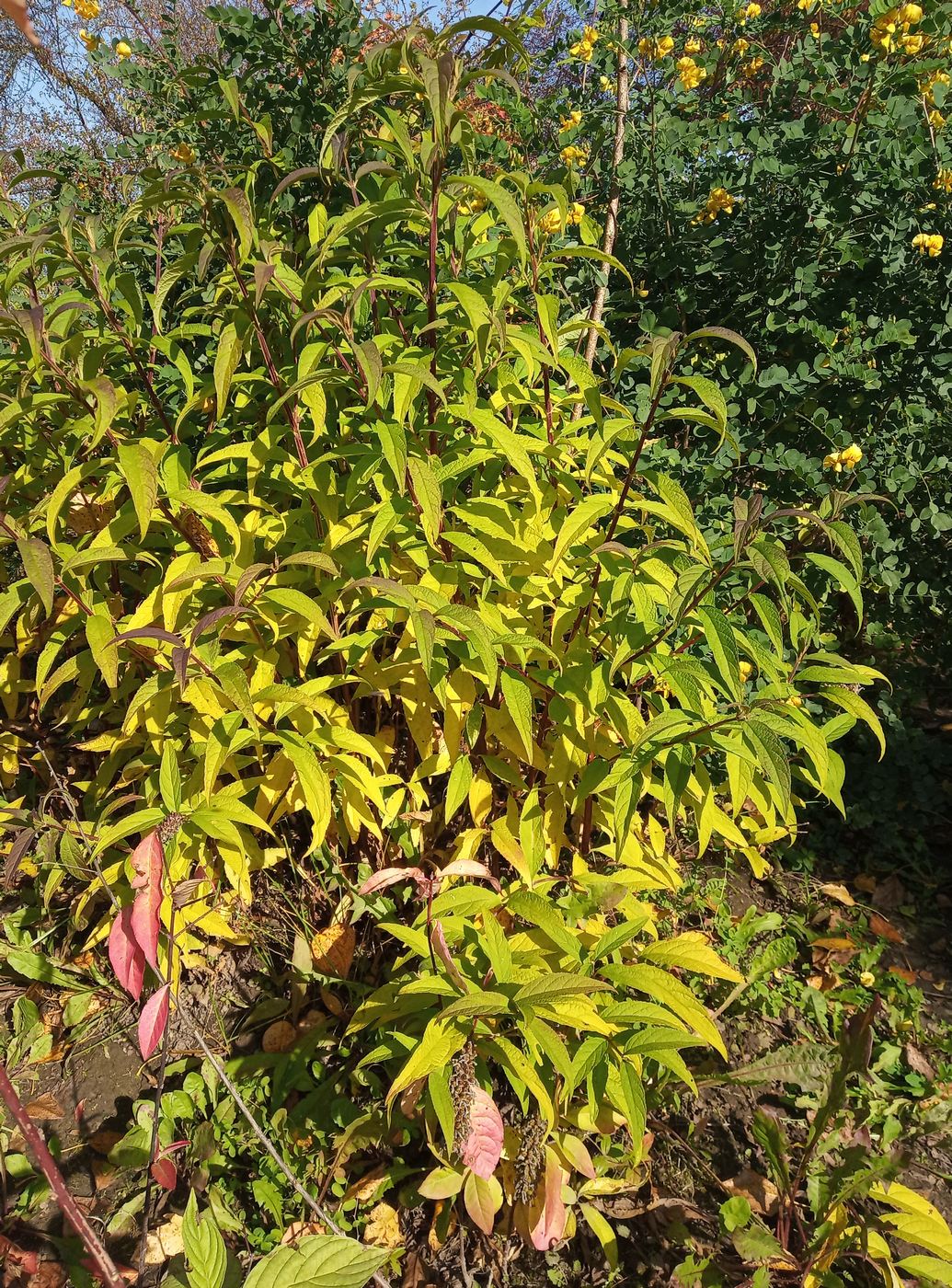 Image of Buddleja japonica specimen.