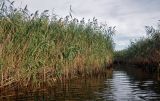 Phragmites australis. Цветущие растения. Астраханская обл., Лиманский р-н, окр. с. Воскресеновка, берег ерика Семёновский банк, в воде. 21.08.2020.