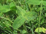 Trifolium canescens. Лист, поражённый вирусом. Кабардино-Балкария, Эльбрусский р-н, долина р. Ирикчат, ок. 2600 м н.у.м., субальпийский луг. 07.07.2020.