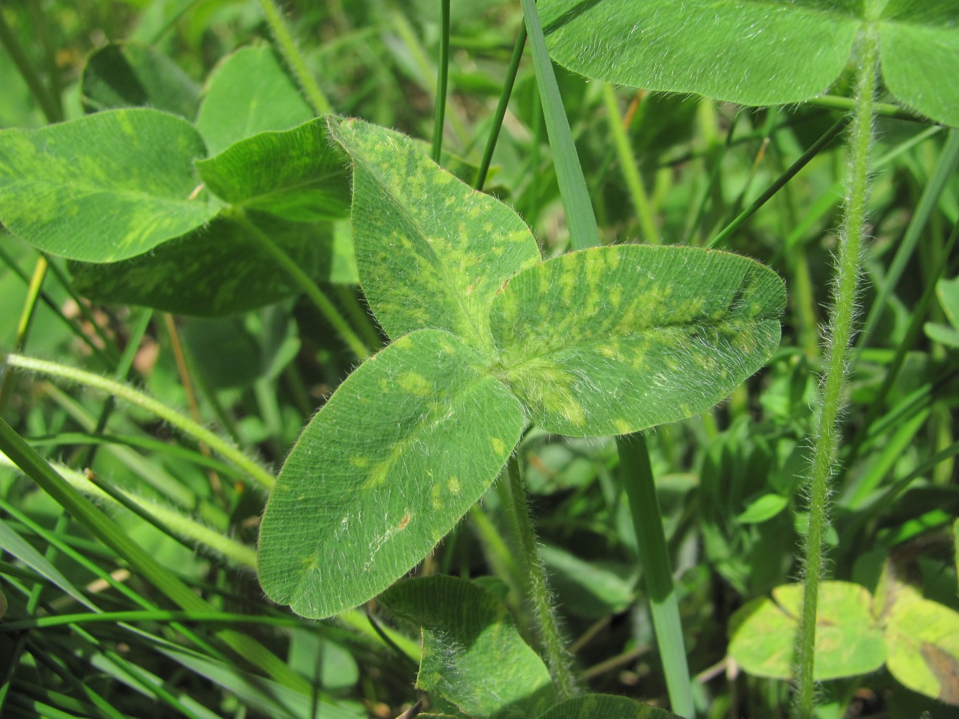 Изображение особи Trifolium canescens.