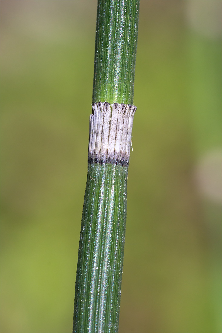 Изображение особи Equisetum hyemale.