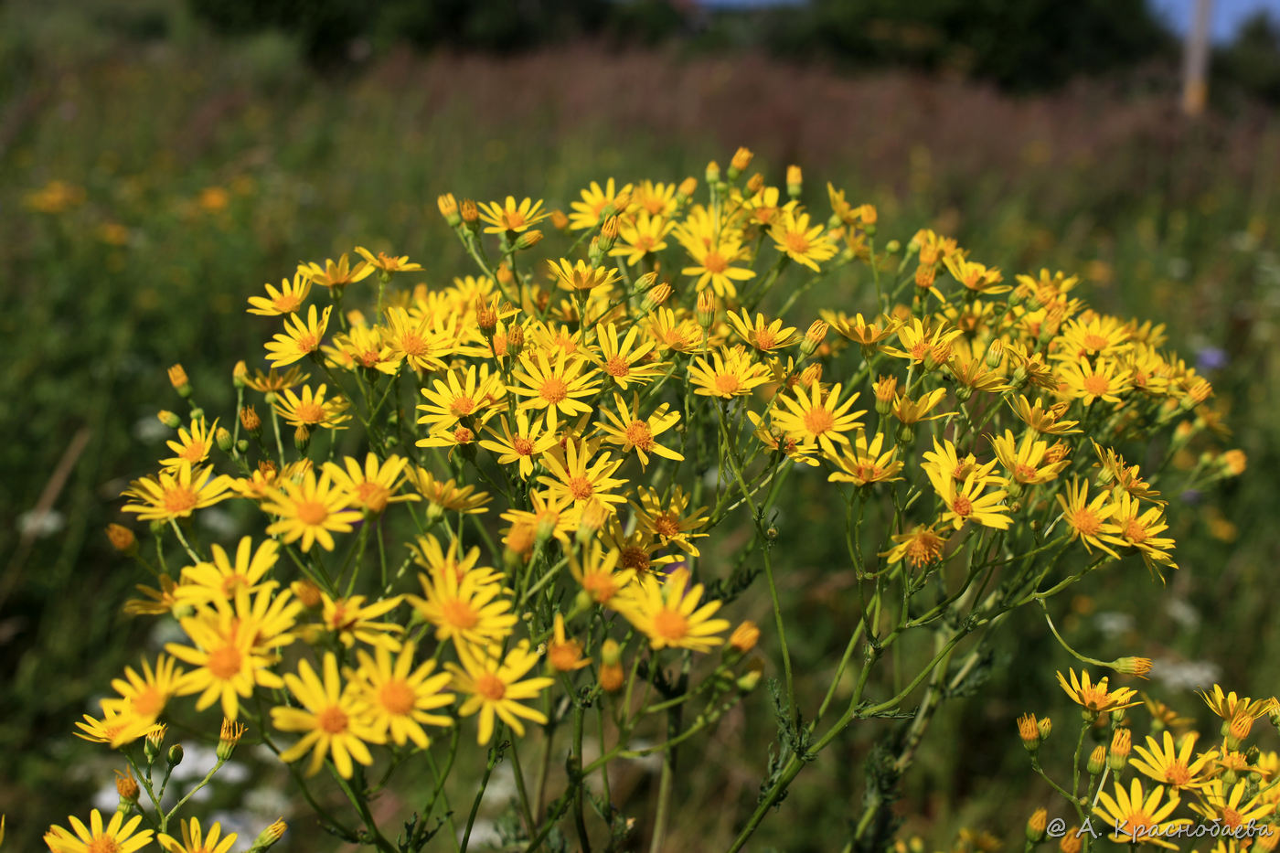 Изображение особи Senecio jacobaea.