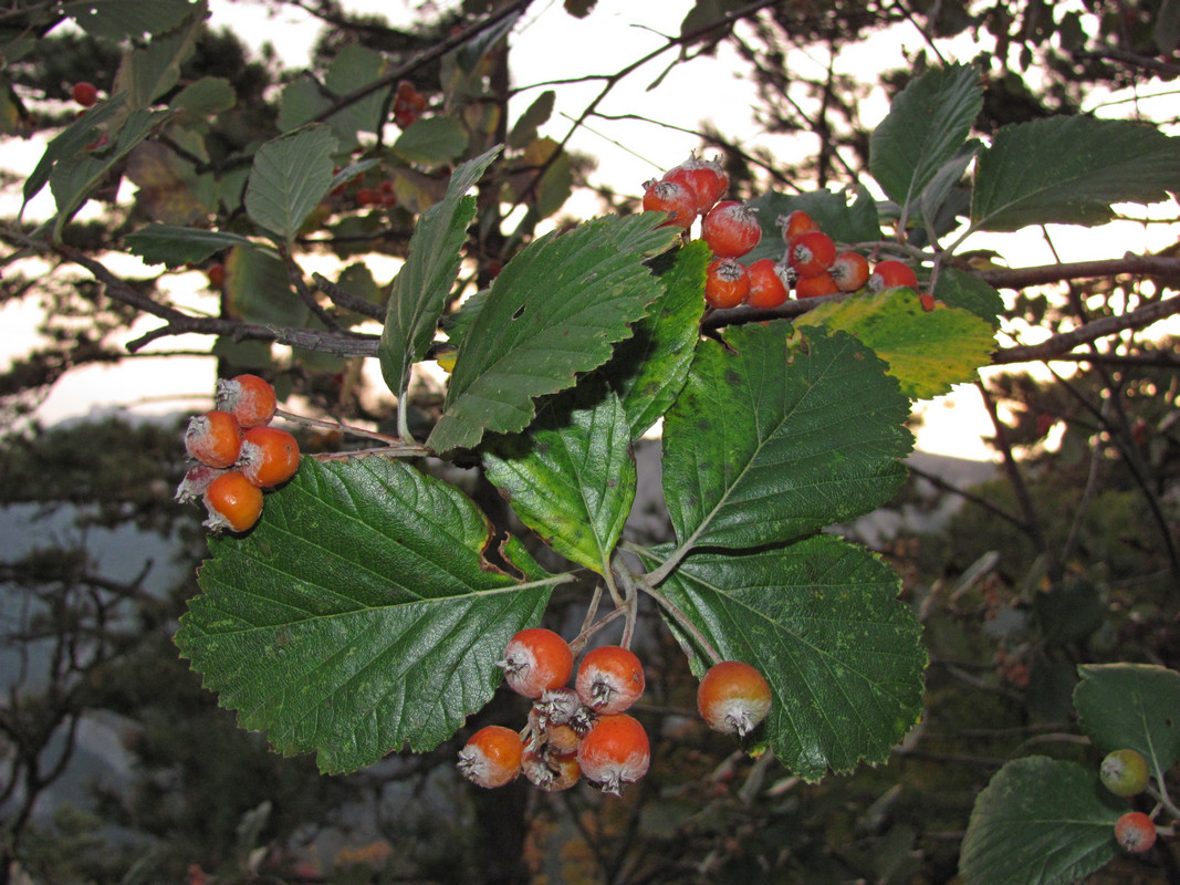 Image of Sorbus taurica specimen.