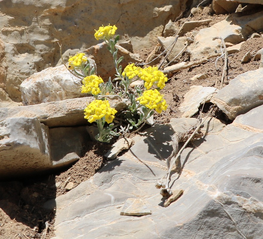 Изображение особи род Alyssum.