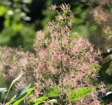 Cotinus coggygria. Отцветающее соцветие с завязавшимися плодами. Краснодарский край, м/о Новороссийск, окр. с. Сукко, окр. оз. Сукко, залесённый левый борт. 10.06.2019.