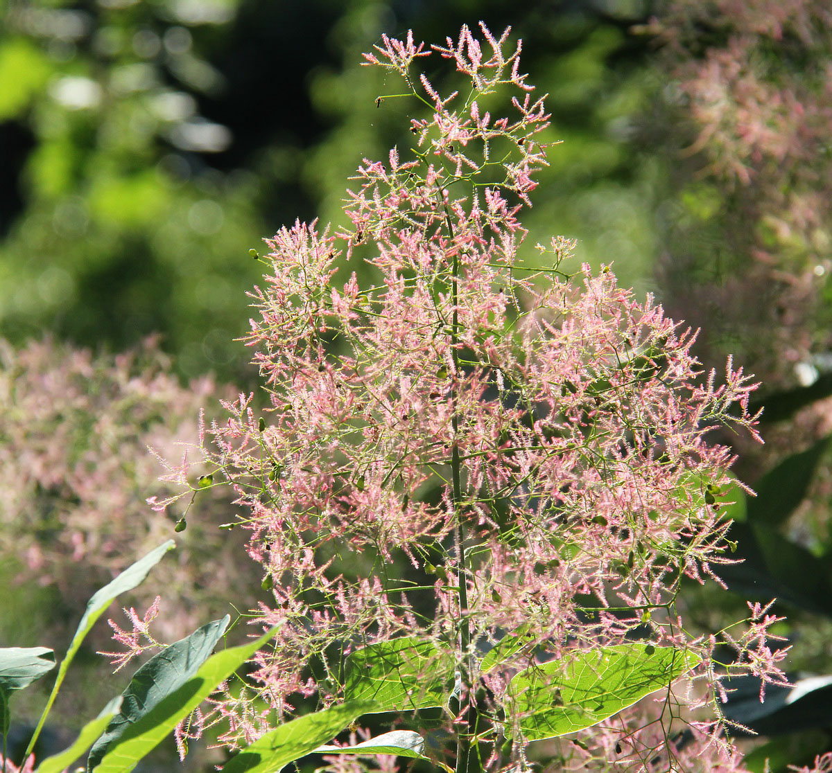 Image of Cotinus coggygria specimen.