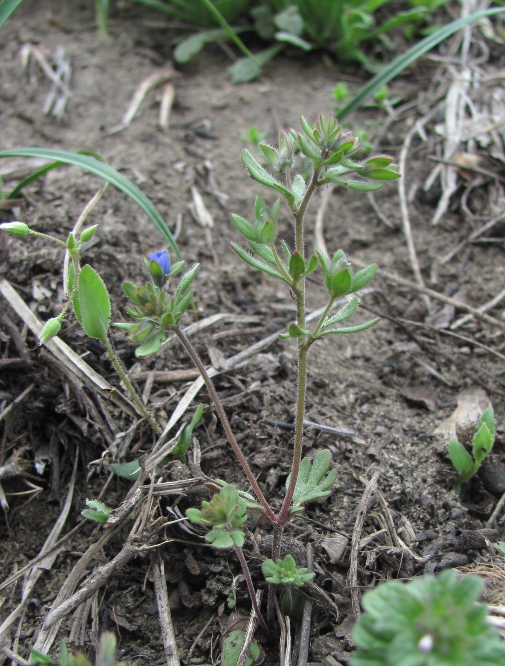 Image of Veronica triphyllos specimen.