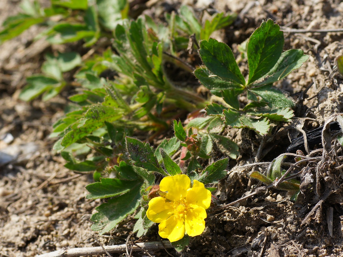 Image of Potentilla humifusa specimen.