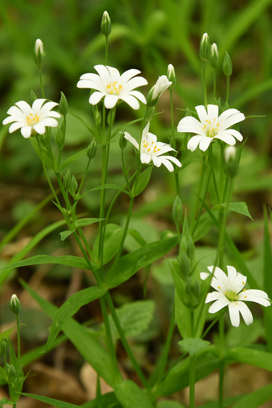 Image of Stellaria holostea specimen.