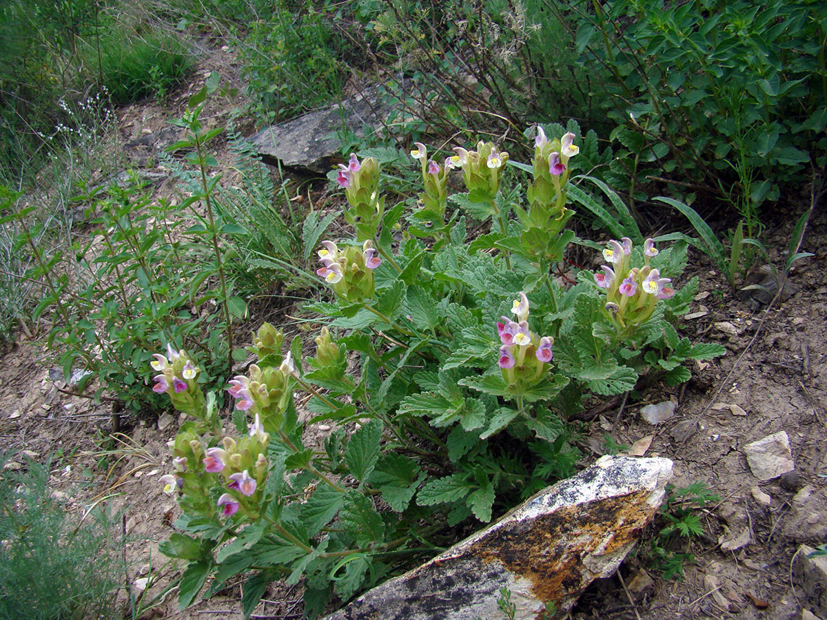 Image of Scutellaria xanthosiphon specimen.