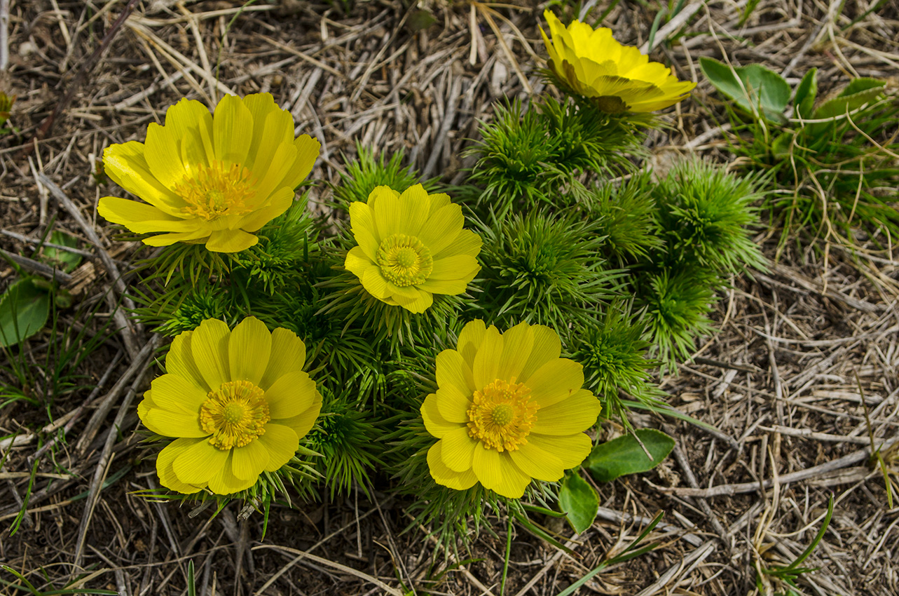 Image of Adonis vernalis specimen.