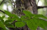 Eleutherococcus senticosus. Побег с завязавшимися плодами. Приморский край, Лазовский р-н, Лазовский заповедник, окр. кордона Америка. 17.08.2009.