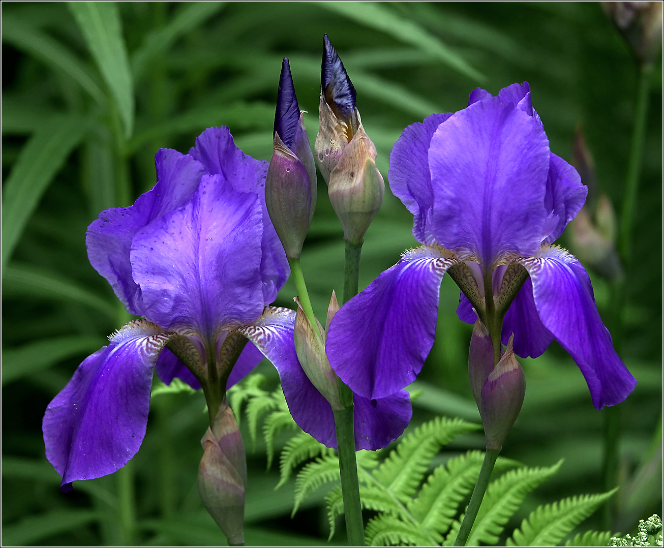 Image of Iris nyaradyana specimen.