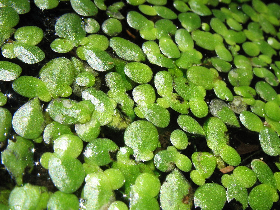 Image of Lemna minor specimen.