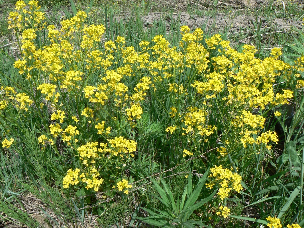 Image of Barbarea arcuata specimen.