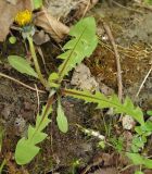 Taraxacum erythrospermum. Цветущее растение. Азербайджан, Хачмазский р-н, Самурский лес. 08.04.2010.