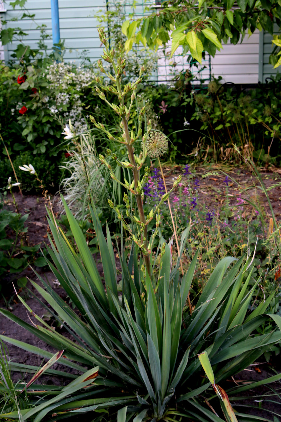 Изображение особи Yucca filamentosa.